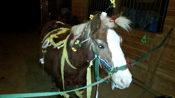Here's one for ya, PETA. This is Huey, the best and most wonderful pony ride pony to ever walk the earth. He is in horsey heaven now. He loved any attention he could get, including pony decorating contests.