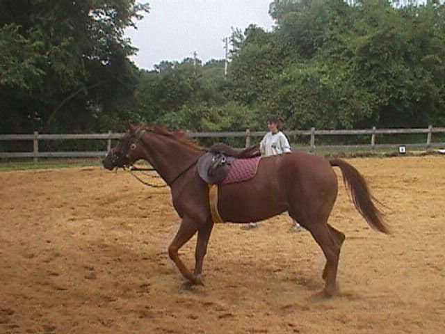 Zelda was a registered Oldenburg. She was less expensive than a lot of my other horses because she was not broke to ride when I got her.