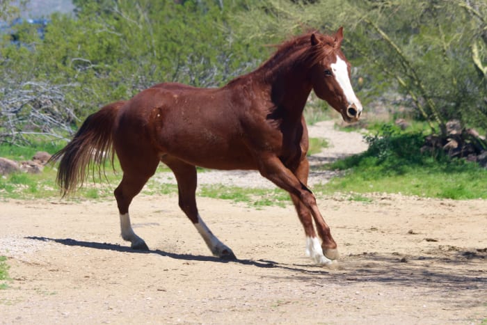 Donkeys share a lot of common features with their relatives, the horse, but such astonishing differences!