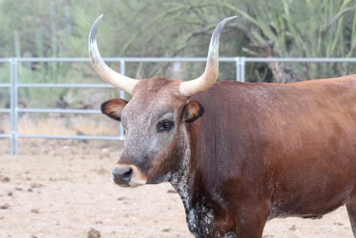 Although mature cattle, such as Ginger, can take care of themselves, donkeys are helpful protectors when cows are calving or when calves are weaned.