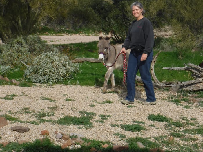 Young Odelia is learning basic training in hand now to prepare her for her future career in harness and under saddle.