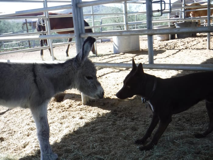 Not much bigger than her McNab dog pal Ethan when she was born, Onate is a standard donkey.
