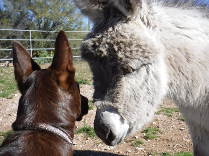 12 Fascinating Things You Never Knew About Donkeys Pethelpful