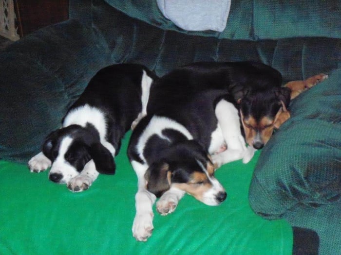 The two puppies on the left are my dog nephews , Eli and Caleb, the one on the right I called Texas because I put him on a plane to fly to his new home in Texas!