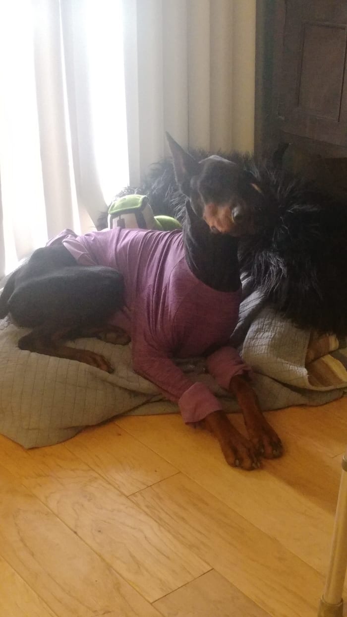 This is my pretty Doberman girl Zegna, we just lost her at only 3 years old a few weeks ago. They really do take pieces of your heart with you when they go!