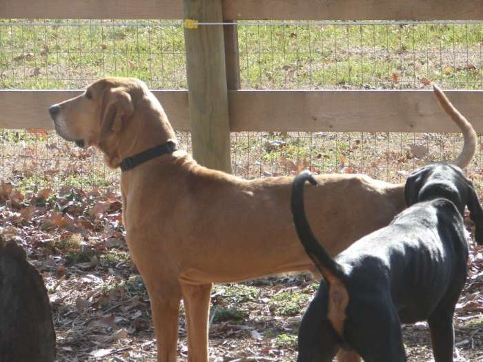 This handsome boy was only with me a few weeks before heading north to a loving family. He was a skinny boy. Luckily, with proper care he fattened up quickly.