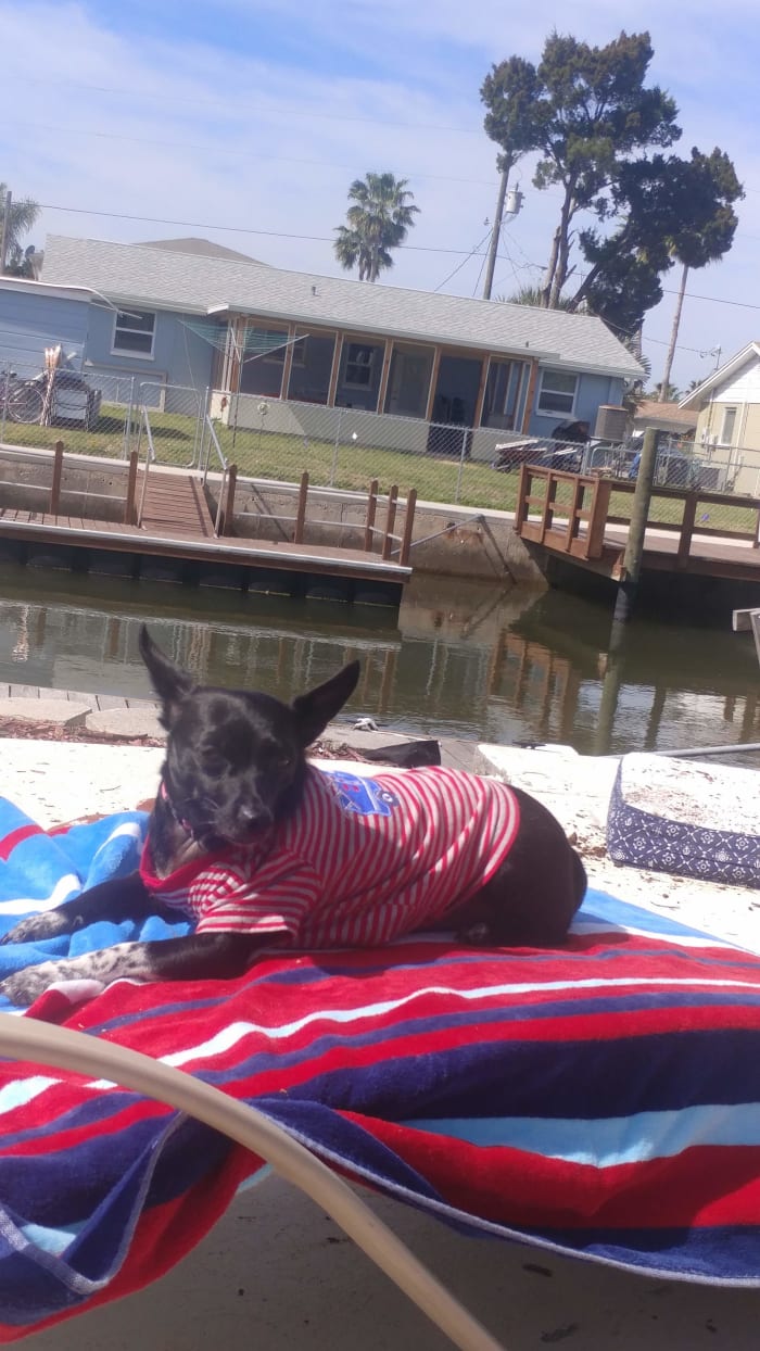 This is my ride or die, Ziva. Named after Ziva David of NCIS! She has been a constant companion to me since I got her a few months ago. She has helped me with my TBI recovery because since she is so little I can walk her while using my walker
