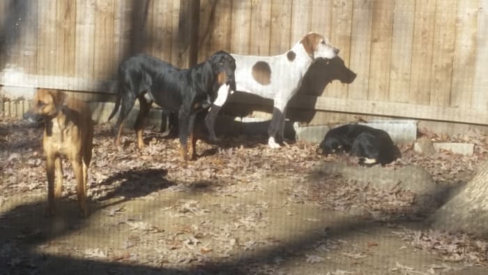 All rescued, Bridie , shepard mix on the left and the foxhound were left in a trailer when someone moved out. Moses the black an tan in the middle was a stray found in rural VA. The sleeping black and tan is Savannah.