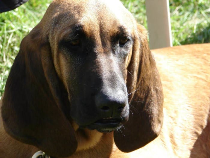 This handsome boy is Banjo, I got him as a tiny puppy from a high kill shelter in South Carolina. He was rescued with both his parents and litter mates. Dumped at a shelter by an unsatisfied breeder.