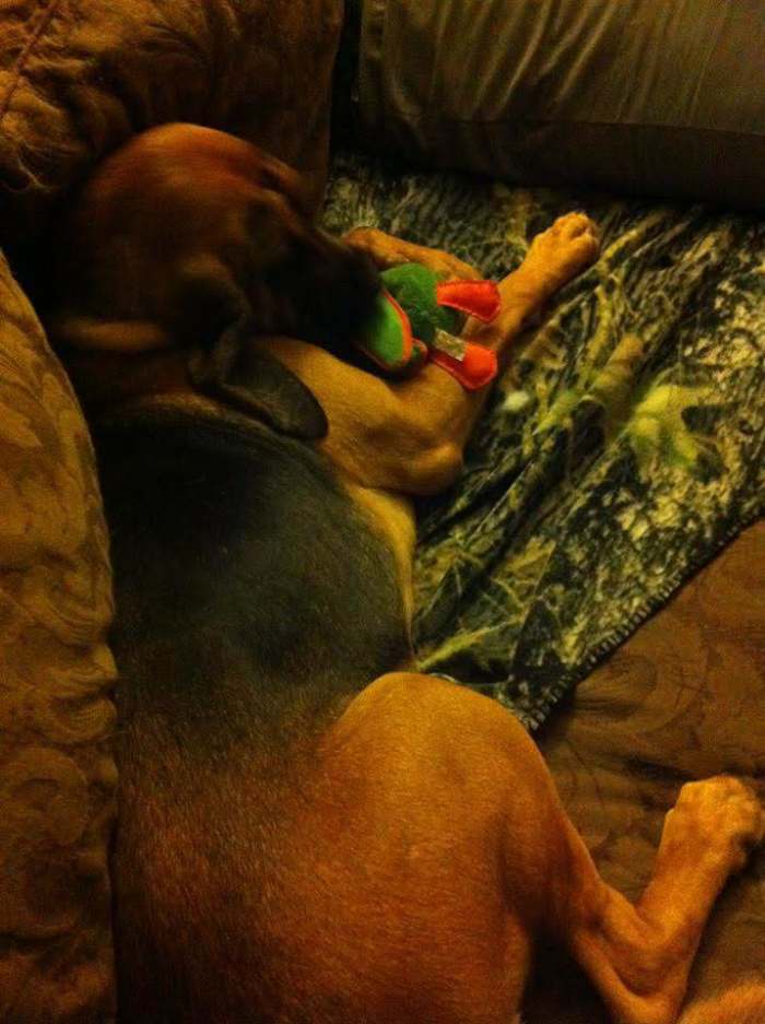 Isaac was so amazed by the fact that he had toys! He loved to lay on the couch( take up the whole thing of course) and stare at his toys!
