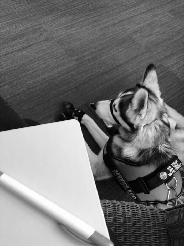 Service dogs are chosen because they love the mental stimulation, they have the drive to work hard and because they have a heart big enough for two...