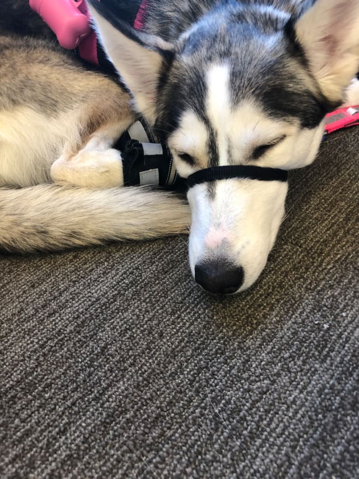Even when a service dog appears to be sleeping at the foot of the handler, they are on high alert and will respond as necessary