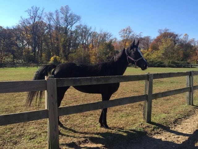 When my mare , Zoe, arrived she was totally out of shape. Retired from racing and standing around doing nothing until I got her. It took quite some time to get her into the fit condition she is now.