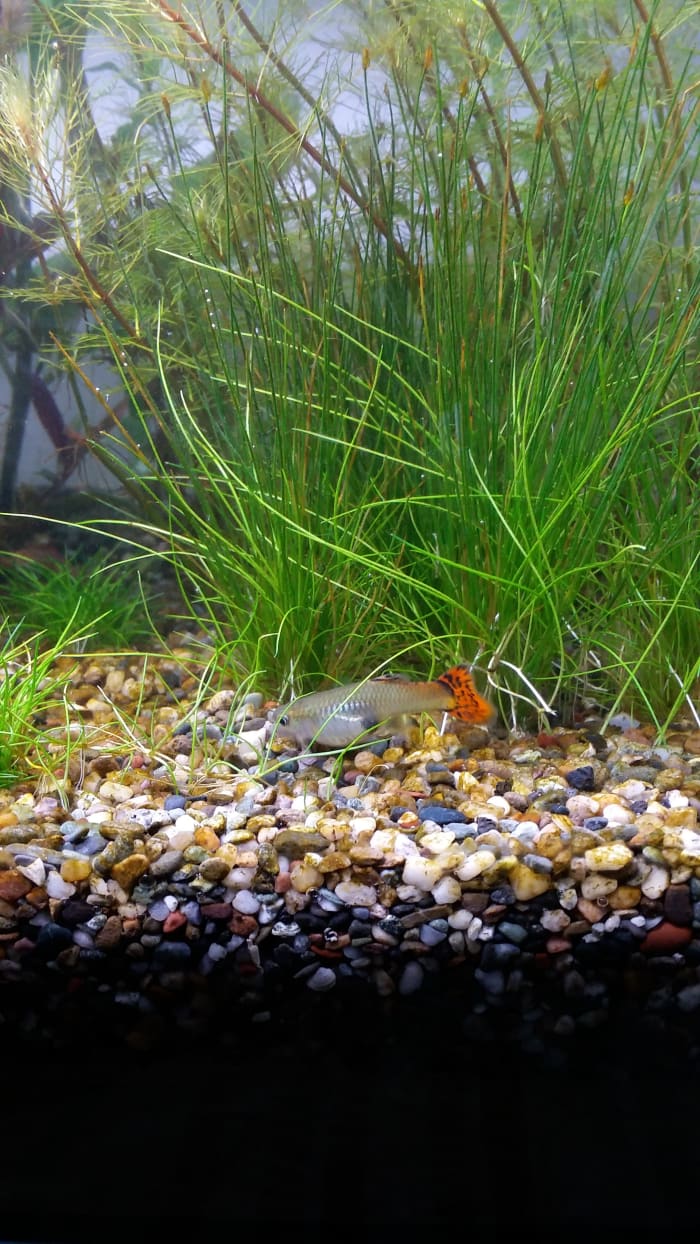 The stressed out guppy is not stressed anymore after the males stopped constantly chasing after her.