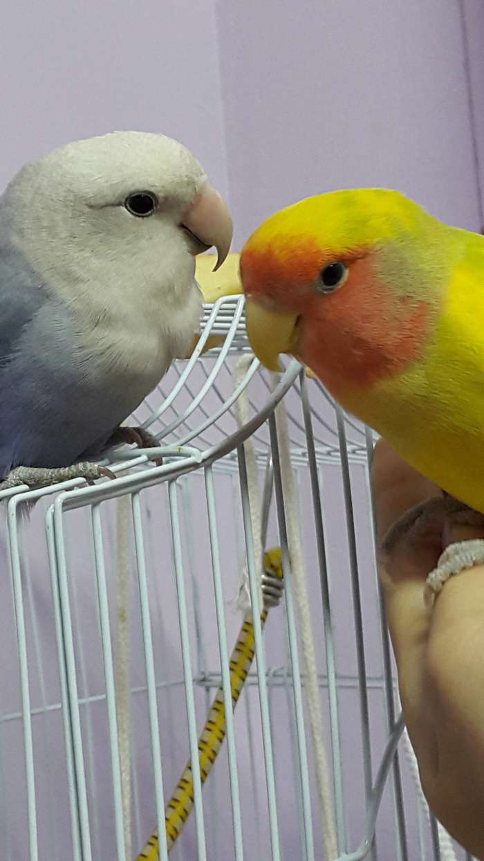 This is an old picture of my lovebird Mumu (on the right) with his first mate Lulu (on the left).