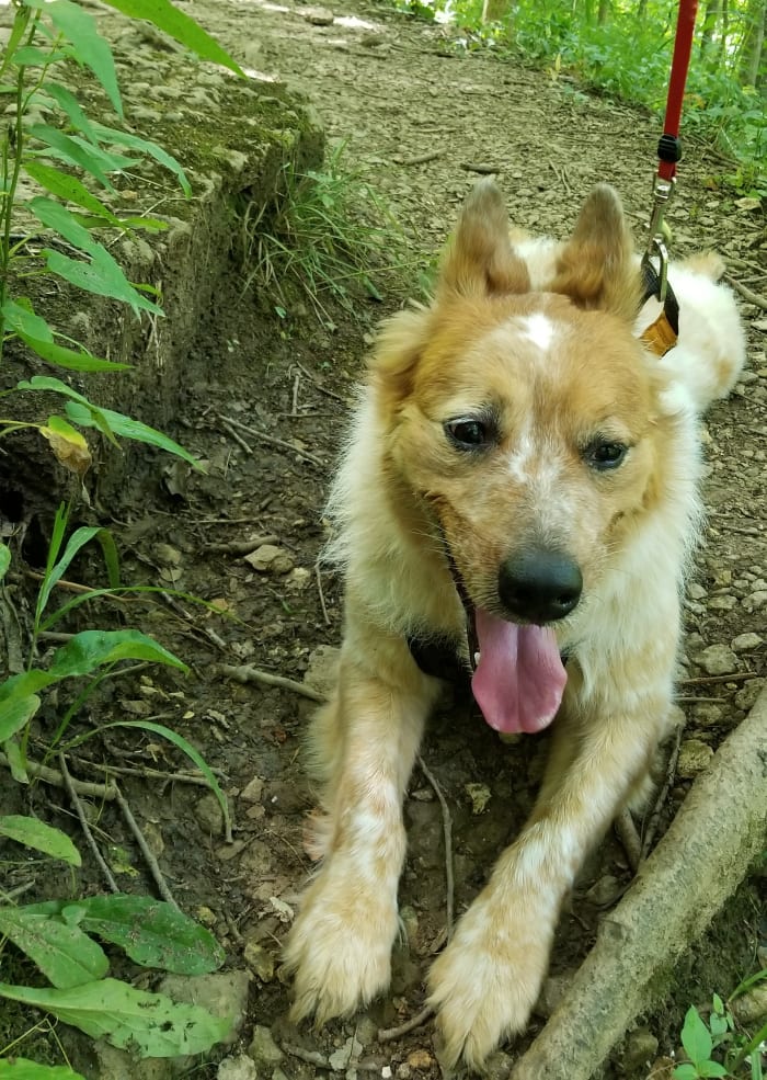 Taking a break on a long hike—a tired heeler is a happy heeler.