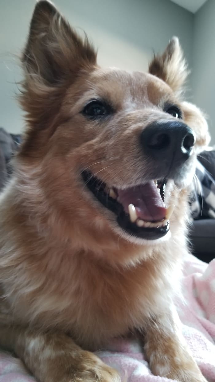Our beautiful, six-year-old cattle dog, Yusuke.
