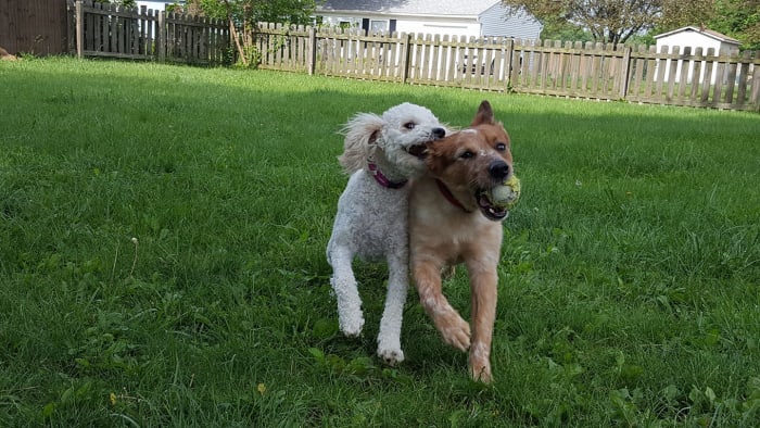 Ginger and Yusuke playing fetch a couple years ago.