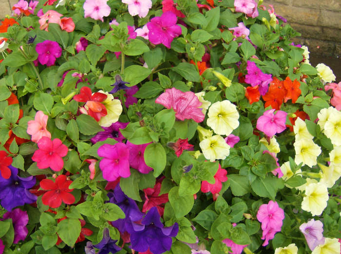 You can make a great-looking hanging basket with as few as two different plants. It will look good for weeks.
