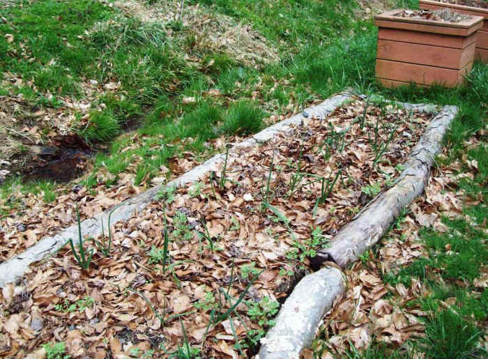 Another look at my garden. I have mulched with leaves to help keep moisture in and insulate the soil. Those are onions poking through.