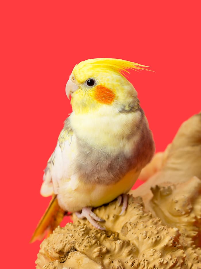 Does your store offer birds? Make that clear in the name with bird-related words like "feathers," "tweet," and more.