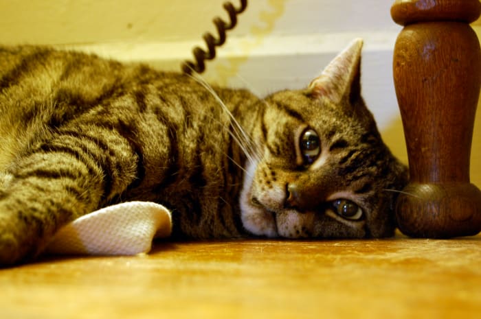 This cat may have nine lives, but you do not. Use your one life well.
