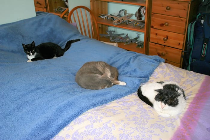 While electric blanket and throws are VERY cozy, its best not to allow pets on them to avoid their claws accidentally piercing the insulated wiring in your electric blanket, which you won't have a crispy kitty, but your blanket may stop working.