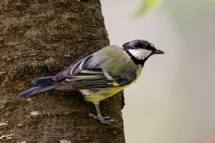 Are you a skilled birder with a specialty in a particular group? There's an article there!