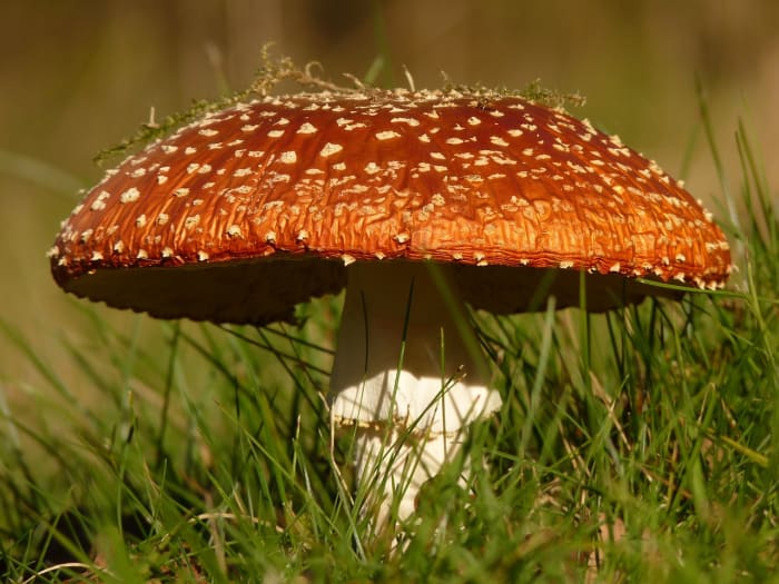 Do you know how to identify poisonous mushrooms? You could turn that into a good article!
