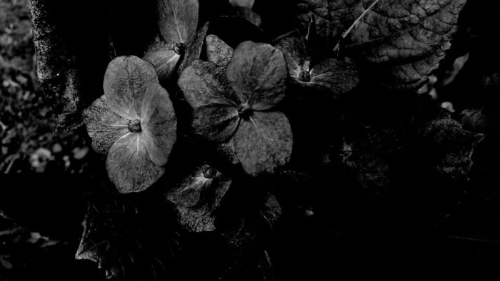 "Black flowers grow in my yard." flowers in yards of coal mining towns are often covered in soot and coal dust.