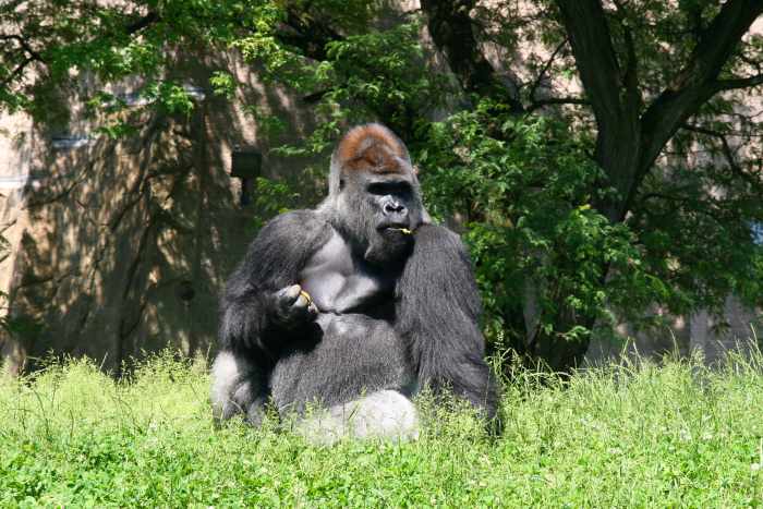 Zookeepers may grow attached to the animals under their care: this may cause grief when animals are traded from one zoo to another.