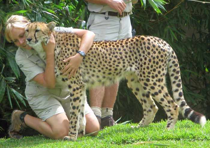 While some people assume zookeeping involves a lot of direct animal contact, the job actually requires far more maintenance and cleaning than animal training.