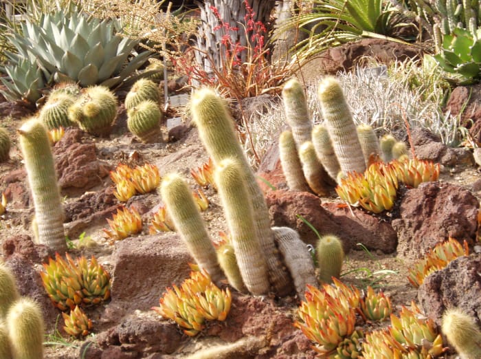 I love photographing at Huntington Gardens! This is one experience I would never give up.