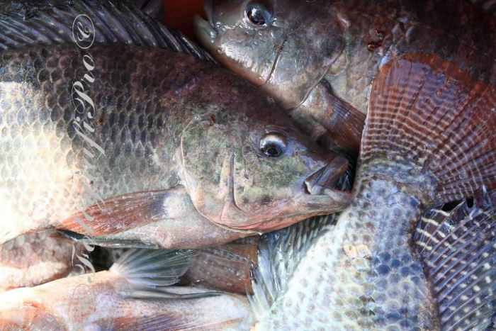 Tilapia