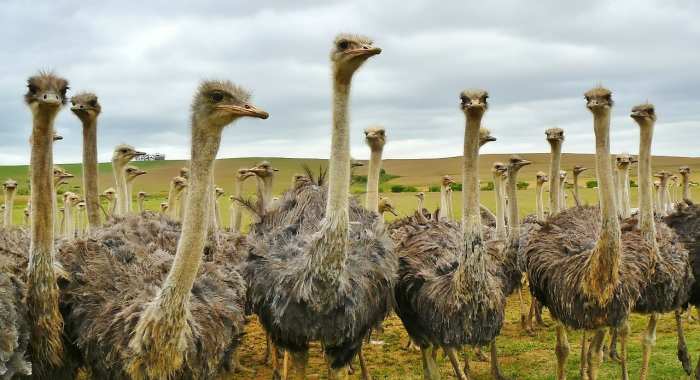 Ostrich Farming