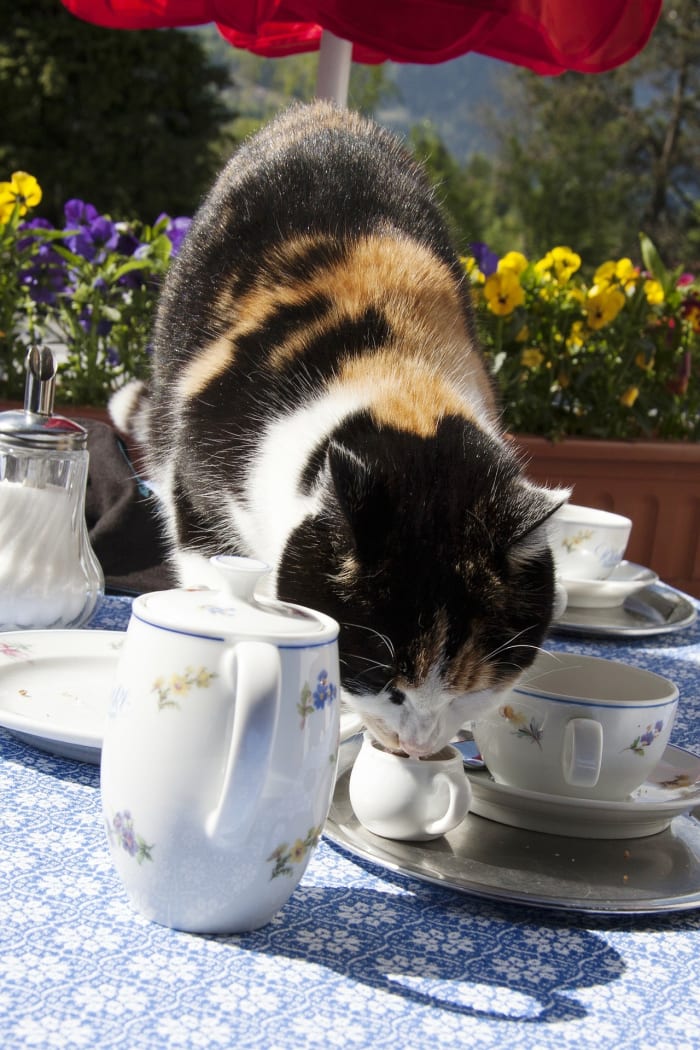 Are the other cats allowed on the table, too? Perceptions of favoritism and preferential treatment can prompt jealousy, anger, and claims of workplace misconduct.