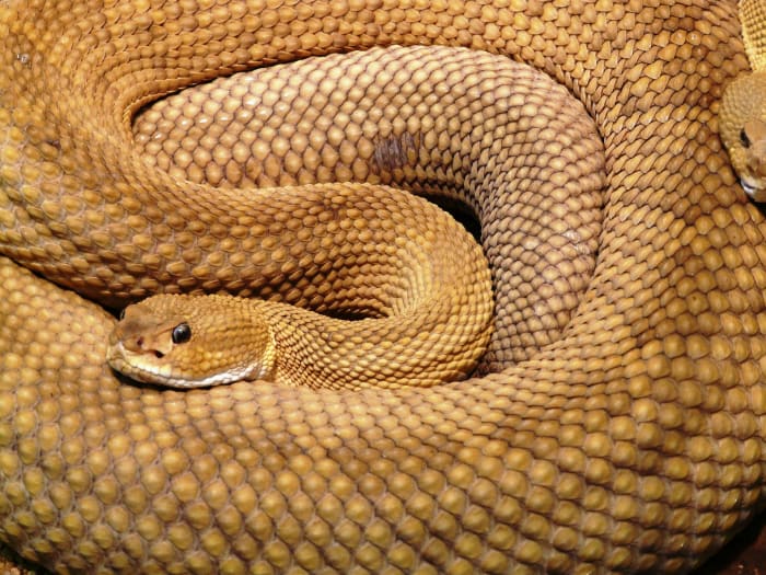 "Look before you leap, for snakes among sweet flowers do creep." - German Proverb