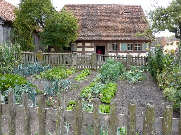 A nice vegetable garden; snails love such places
