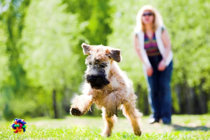 Post flyers where your potential client base will be: dog parks, pet beaches, veterinary offices, etc.