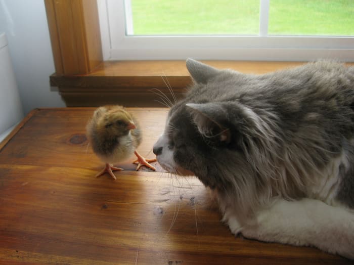 Do you more feel like the chick or the cat? Negotiate from a position of strength. Are you minority, female, over 40 years of age, a long-term employee on the cusp of retirement? Do you have evidence of discrimination, wrongdoing, or retaliation?