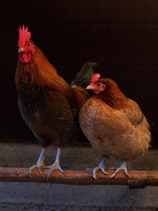 Do you feel like a henpecked CCA? Don't worry, you are not alone.