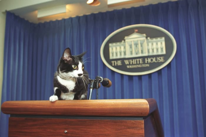 Socks the cat can lean on the lectern because, well, he's a cat. But you aren't. So don't make this mistake the next time you give a speech.