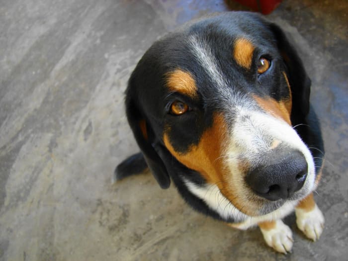 Your dog might give you the stink eye when you come home smelling like your client's pets.