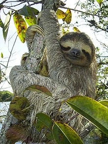 Any dead weight CCA sloths in your office just hanging around, waiting for a chance to move to the top of the rain forest canopy?