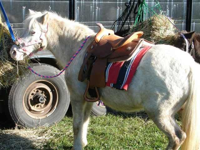 Pony rides and pony parties both on our farm and outside locations are also popular. This is Fluffer ,the very first pony ride pony we bought, who is now retired.