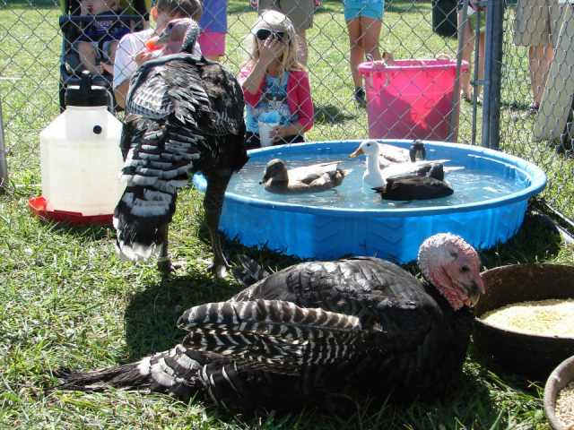Our petting zoo travels to large community events and backyard parties throughout our area.