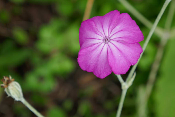 Think simple thought and enjoy the wonders of nature all around you. Start to see real beauty.