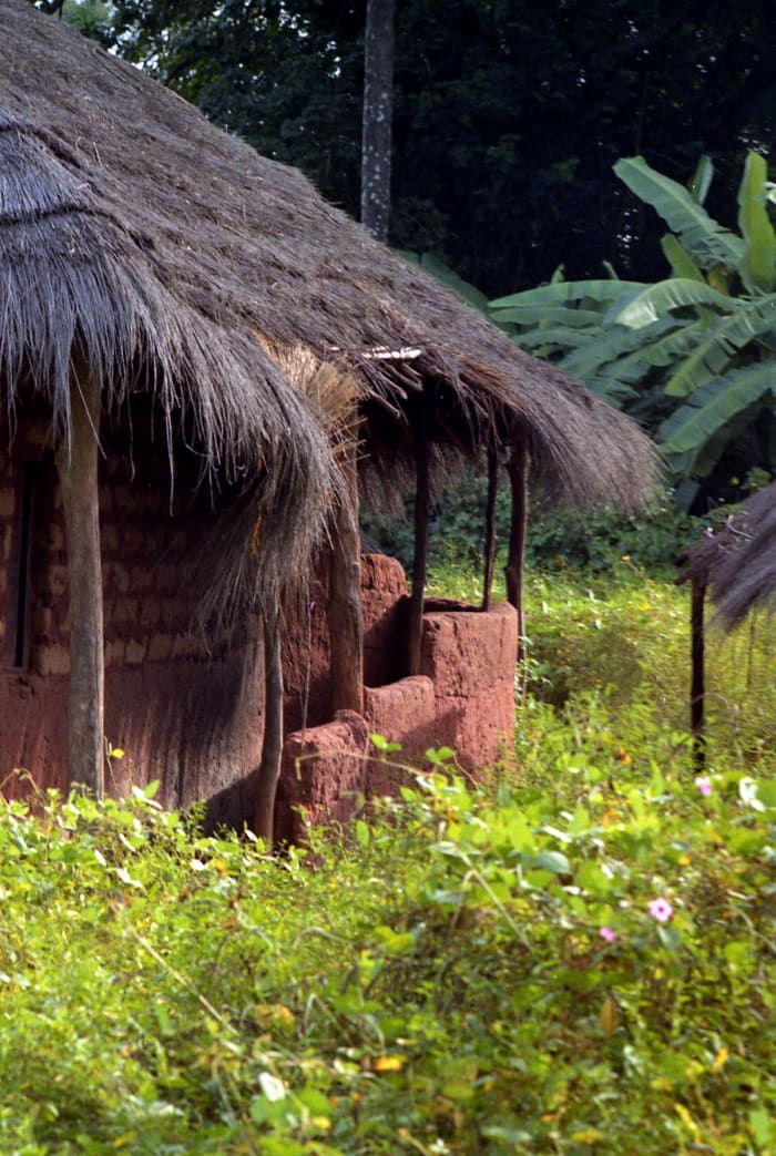 Orango women propose marriage by entering the grass-covered hut of the man they are proposing to and setting down before him a specially prepared meal of fish, cooked in red palm oil. He cannot resist.