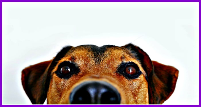 Nobody wants to help, let alone spend time with, someone who abuses their pets, does not keep them properly trained. or uses them to disrespect other people.