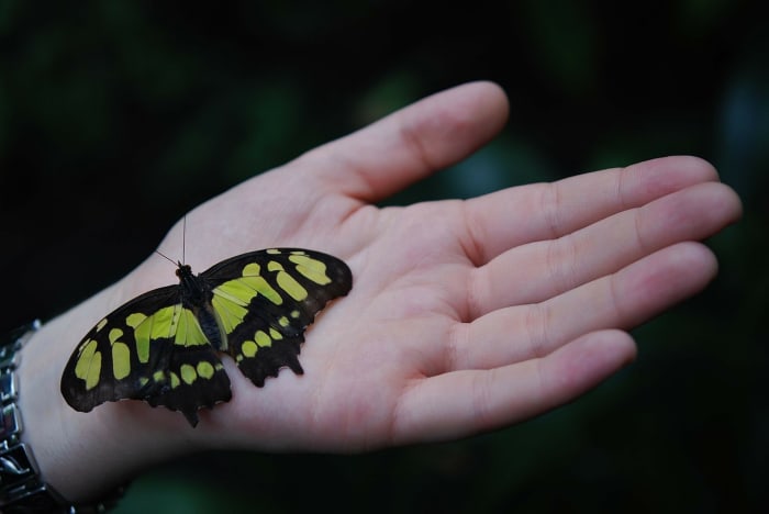 Just like a butterfly before it emerges from its cocoon, your friend is undergoing a very interesting transformation.